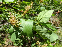 Ceanothus sanguineus