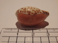 Notocypraea angustata