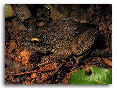 Spiny-Breasted Frog photo 3