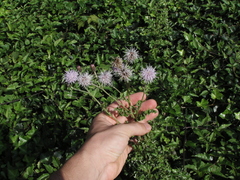 Cirsium arvense