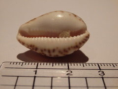 Notocypraea angustata