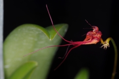 Bulbophyllum gracillimum