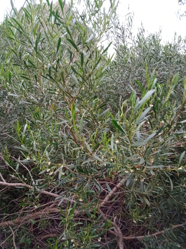 Image of Turkeybush (Eremophila deserti) by (c) Nina Kerr, some rights reserved (CC BY)