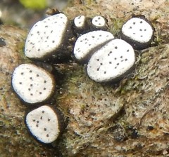 Poronia erici