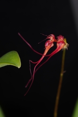 Bulbophyllum gracillimum