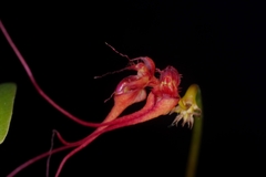 Bulbophyllum gracillimum