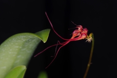 Bulbophyllum gracillimum