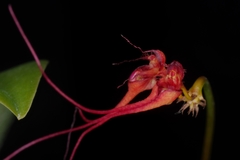 Bulbophyllum gracillimum