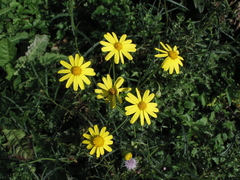 Senecio inaequidens
