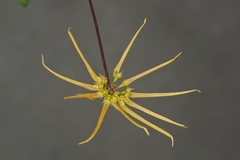 Bulbophyllum makoyanum