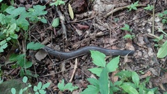 Dermophis mexicanus