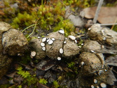 Poronia erici