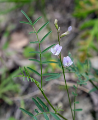 Astragalus silvisteppaceus