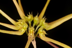 Bulbophyllum makoyanum