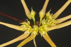 Bulbophyllum makoyanum