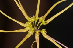 Bulbophyllum makoyanum