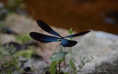 Matrona basilaris