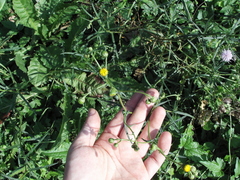 Senecio inaequidens