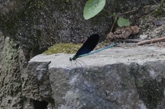 Matrona basilaris