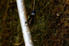 Psolodesmus mandarinus