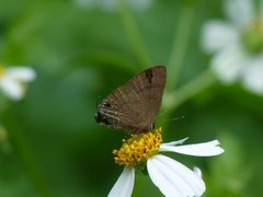 Rapala varuna formosana