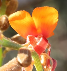 Jacksonia hakeoides