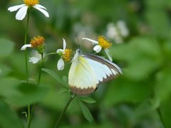 Appias lyncida eleonora