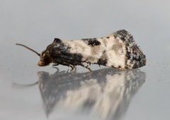 Neocochylis dubitana