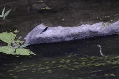 Matrona basilaris