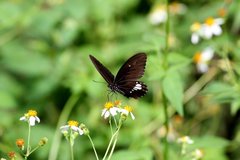Papilio castor formosanus