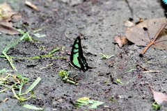 Graphium cloanthus