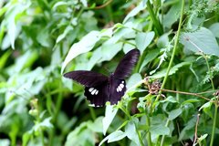 Papilio castor formosanus