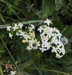 Galium × pomeranicum