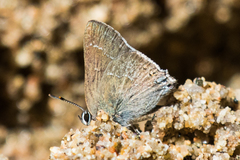 Satyrium tetra