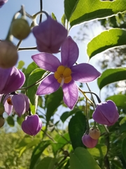 Solanum dulcamaroides