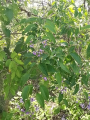 Solanum dulcamaroides
