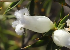 Astroloma xerophyllum