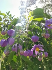 Solanum dulcamaroides