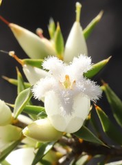 Astroloma xerophyllum