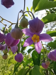 Solanum dulcamaroides
