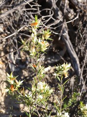 Astroloma xerophyllum