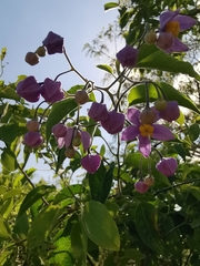 Solanum dulcamaroides