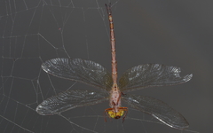 Gynacantha rosenbergi