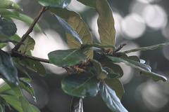 Quercus semecarpifolia