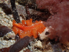Phrikoceros baibaiye