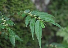 Elatostema