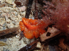 Phrikoceros baibaiye