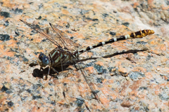 Erpetogomphus lampropeltis