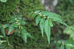 Elatostema