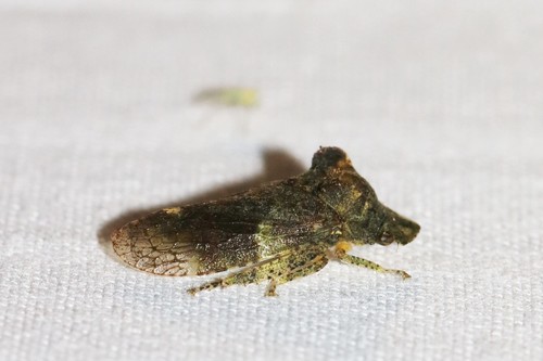 Horned Leafhopper, Ede, Nederland, photo 8 of 10